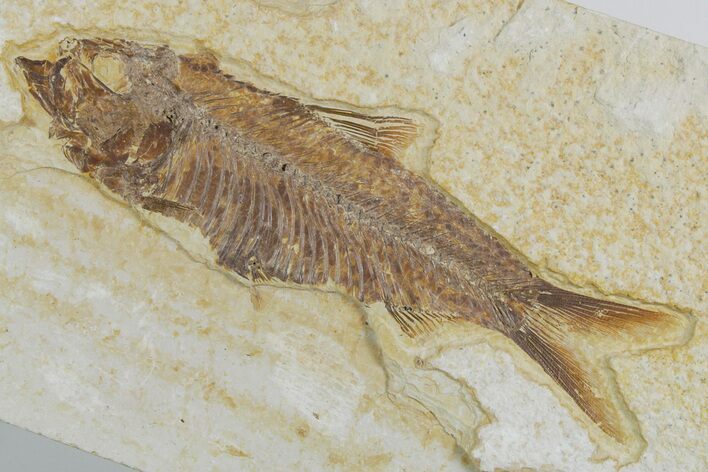 Detailed Fossil Fish (Knightia) - Wyoming #357654
